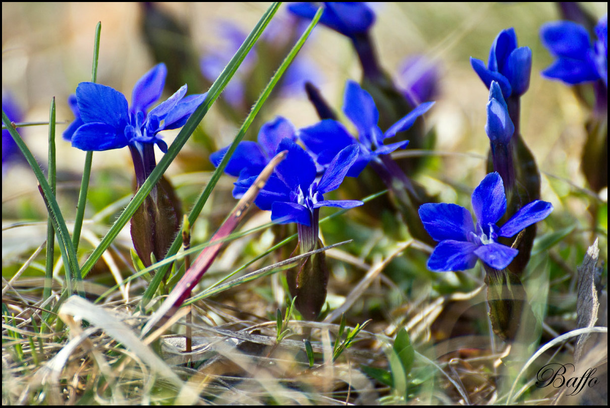 Gentiana verna subsp. tergestina  / Genziana di Trieste